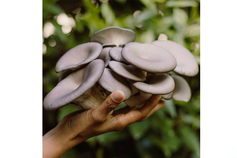 Forager's Gallery Grow At Home Mushroom Kit - Blue Oyster