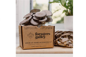 Forager's Gallery Grow At Home Mushroom Kit - Blue Oyster