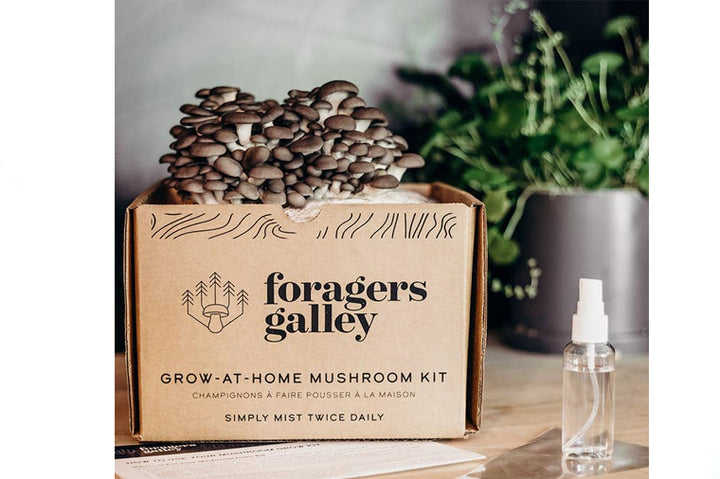 Forager's Gallery Grow At Home Mushroom Kit - Blue Oyster