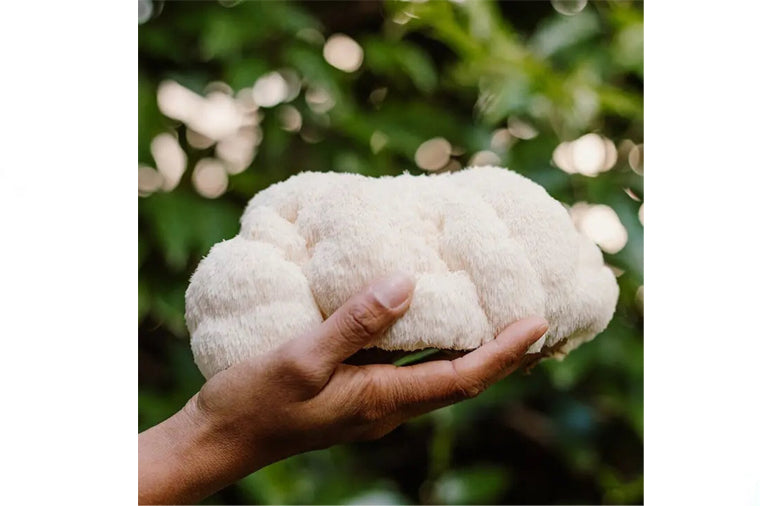 Forager's Gallery Grow At Home Mushroom Kit - Lion's Mane