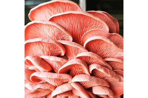 Forager's Gallery Grow At Home Mushroom Kit - Pink Oyster