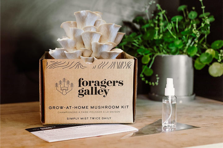 Forager's Gallery Grow At Home Mushroom Kit -Snow Oyster