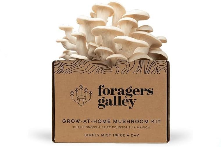 Forager's Gallery Grow At Home Mushroom Kit -Snow Oyster