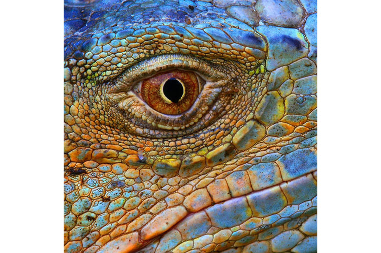 Zen Art Puzzle - Blue Iguana - Small