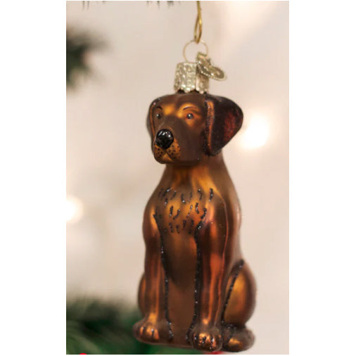 Old World Christmas - Chocolate Labrador Ornament