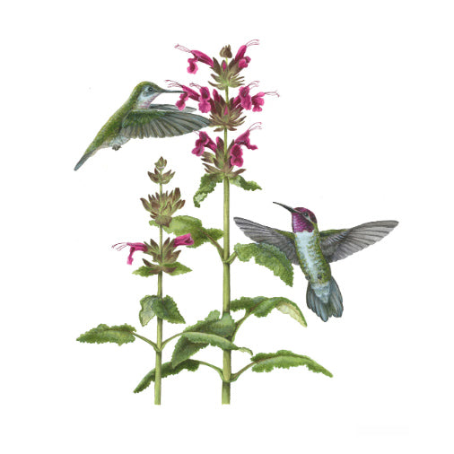 Erin E. Hunter: Pollinators Boxed Notecards
