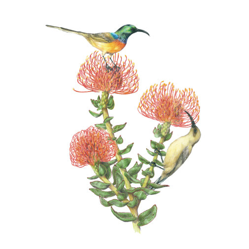 Erin E. Hunter: Pollinators Boxed Notecards