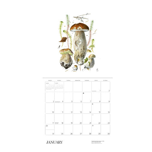 2027 Mushrooms: Alexander Viazmensky Wall Calendar