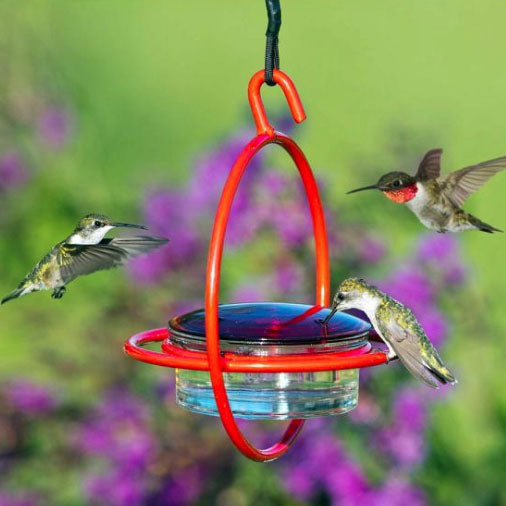 Humble Bold Hummingbird Feeder, Red
