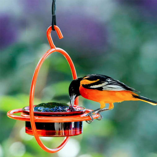 Humble Bold Bird Feeder, Orange