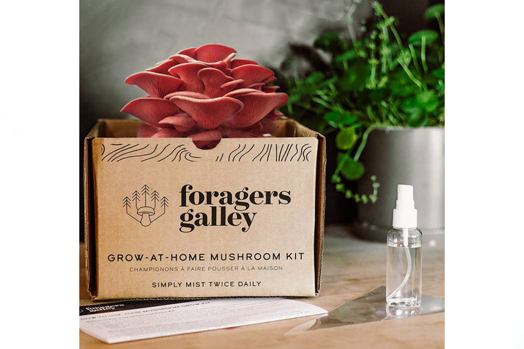 Forager's Gallery Grow At Home Mushroom Kit - Pink Oyster β The Bowerbird