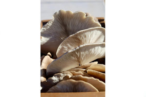 Forager's Gallery Grow At Home Mushroom Kit -Snow Oyster