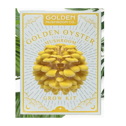 Golden Oyster Mushroom Grow Kit