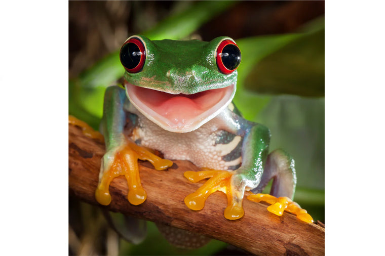 Happy Tree Frog Teaser Puzzle - Zen Art
