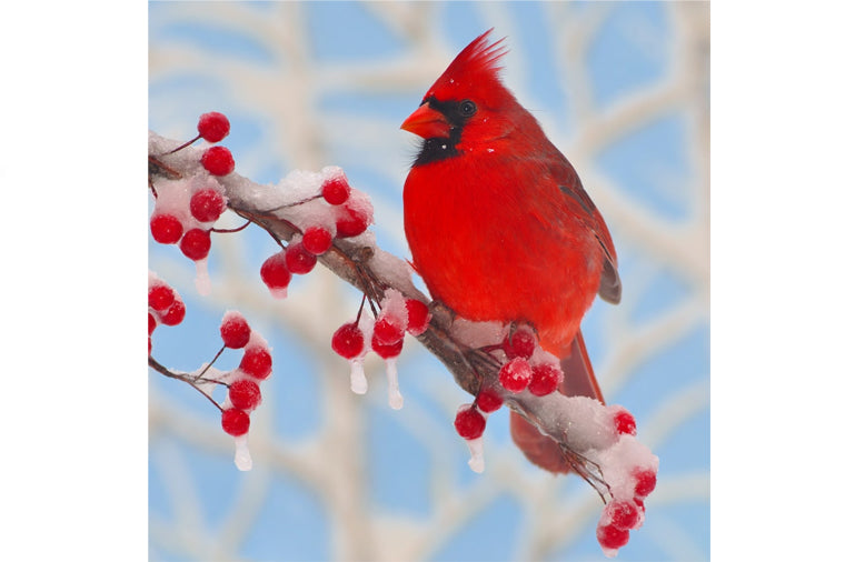 Winter Cardinal Teaser Puzzle - Zen Art