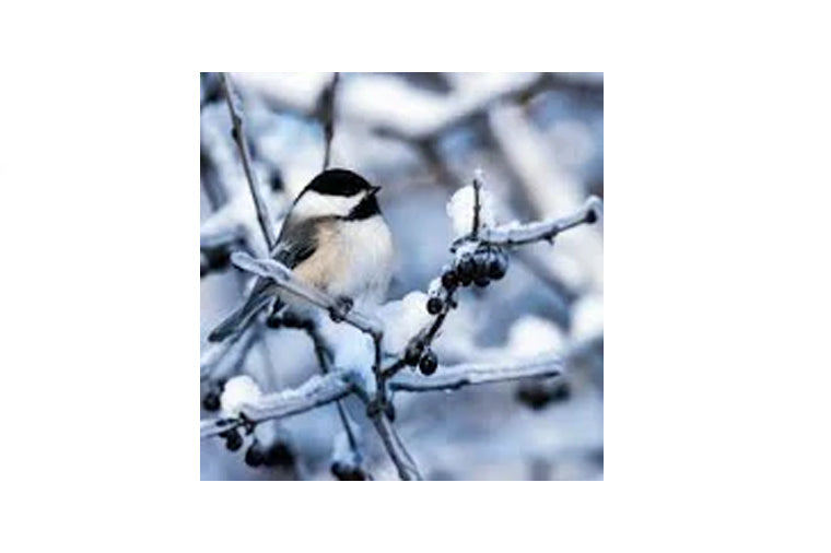 Chickadee Teaser Puzzle - Zen Art