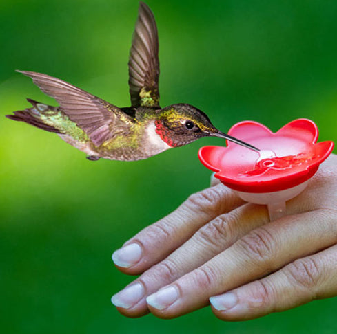 Hummingbird Ring