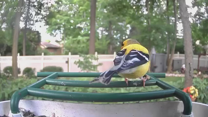 BirdReel Smart Bird Feeder