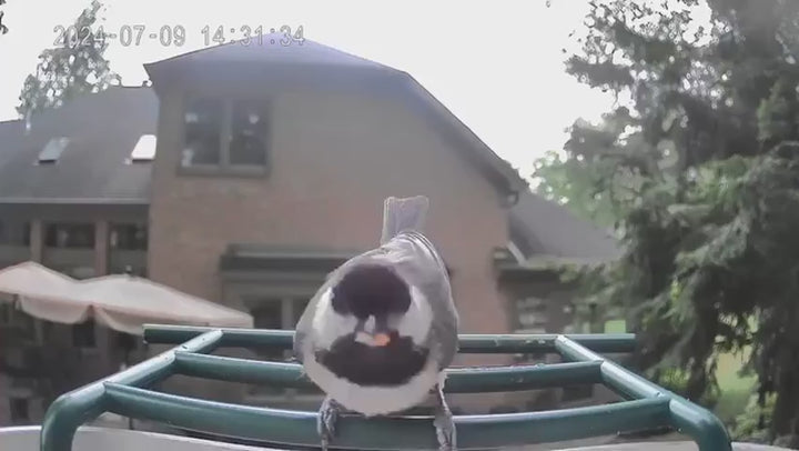 BirdReel Smart Bird Feeder