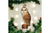 Old World Christmas - Barn Owl Ornament