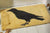 Crow Coir Doormat