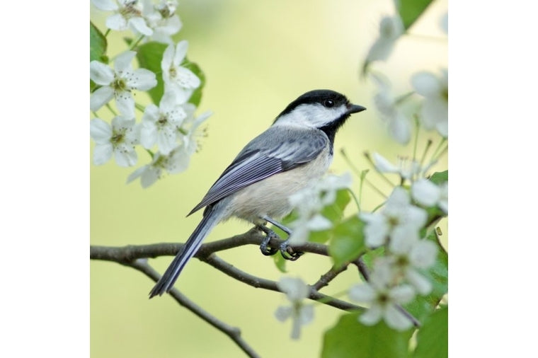 Spring Chickadee Zen Art Teaser Puzzle