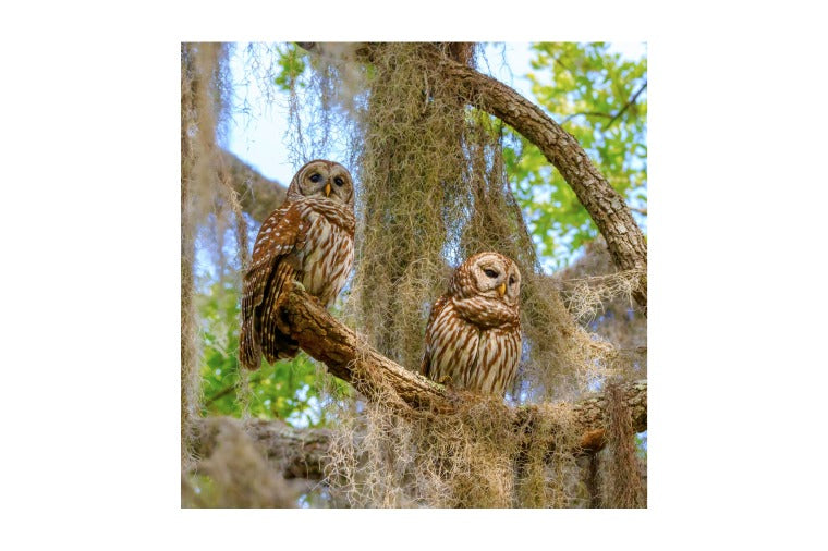 Zen Art - Barred Owls Large Puzzle