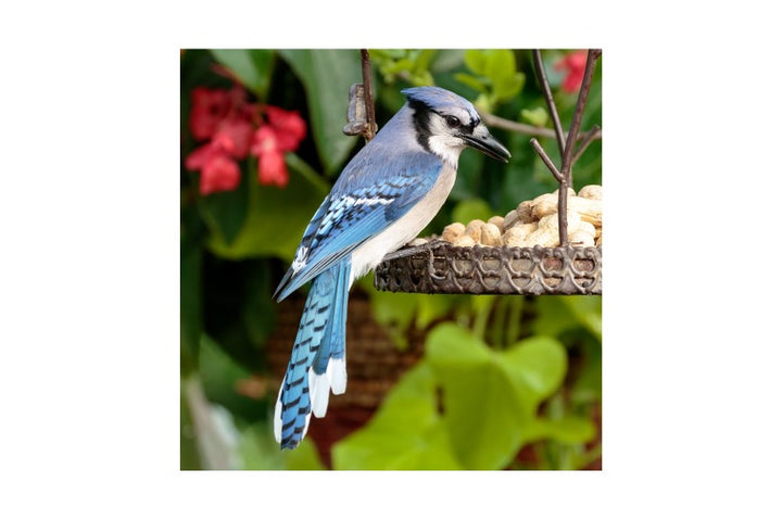 Zen Art - Blue Jay Small Puzzle