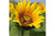 Sunflower Zen Art Teaser Puzzle
